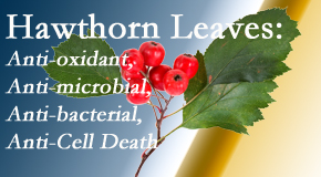 Rosenberg Wellness Center shares new research regarding the flavonoids of the hawthorn tree leaves’ extract that are antioxidant, antibacterial, antimicrobial and anti-cell death. 