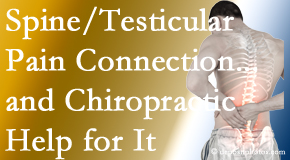 Rosenberg Wellness Center explains recent research on the connection of testicular pain to the spine and how chiropractic care helps its relief.