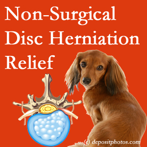 Often, the New York City disc herniation treatment at Rosenberg Wellness Center successfully reduces back pain for those with disc herniation. (Veterinarians treat dachshunds’ discs conservatively, too!) 