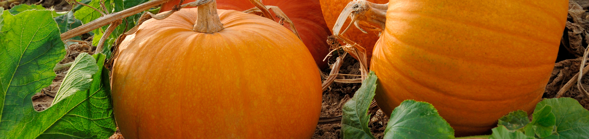 New York City Pumpkin Leaves’ help for degenerated discs